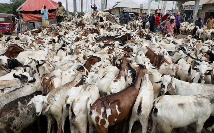 In the Midst of the Chaos, There Is a Lesson to Be Learned — The Somali Paradox — image 4